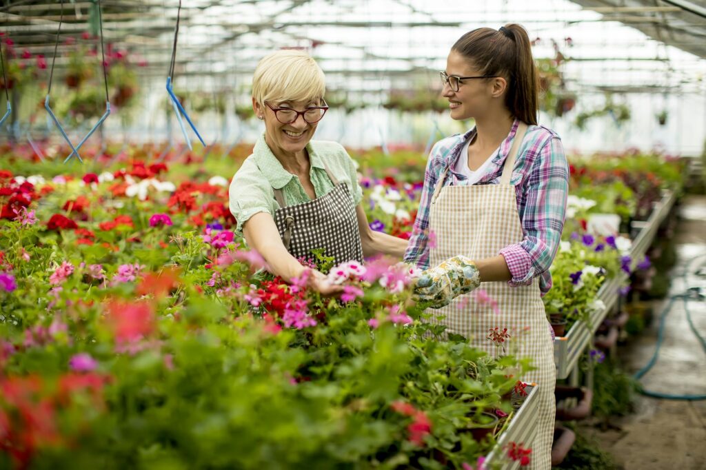 Senior and young women working together in flower garden at sunny day