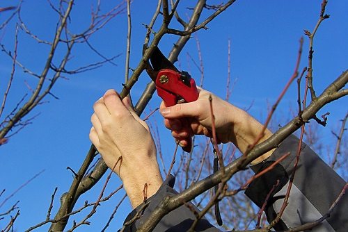 Potatura degli alberi perché eseguirla