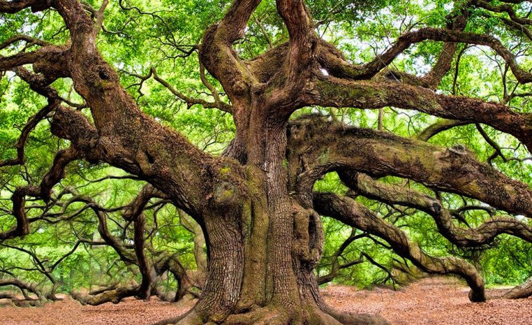 Come trattare gli alberi monumentali