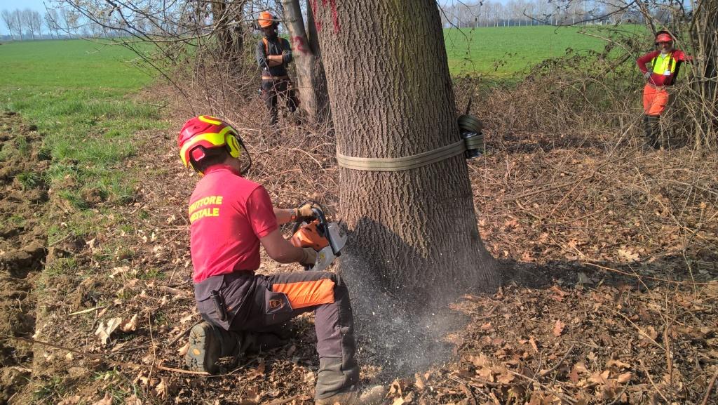 Come fare abbattimento alberi