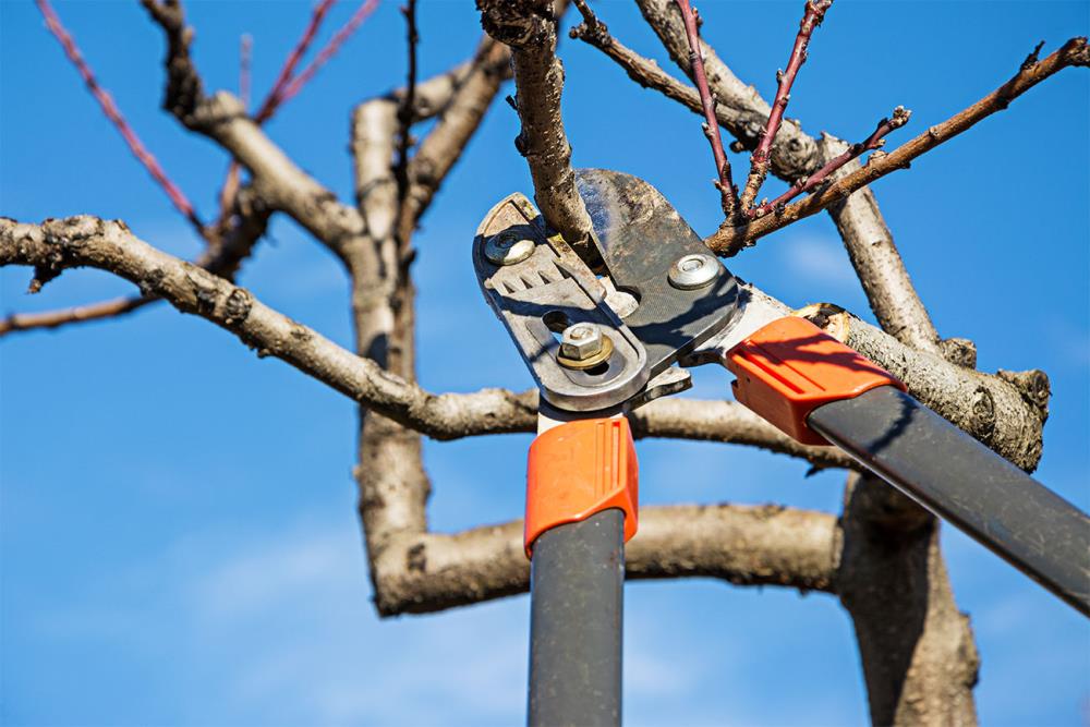 Chi può eseguire la potatura degli alberi