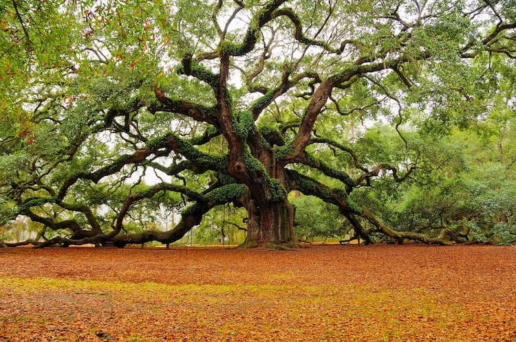 Normative sugli alberi monumentali