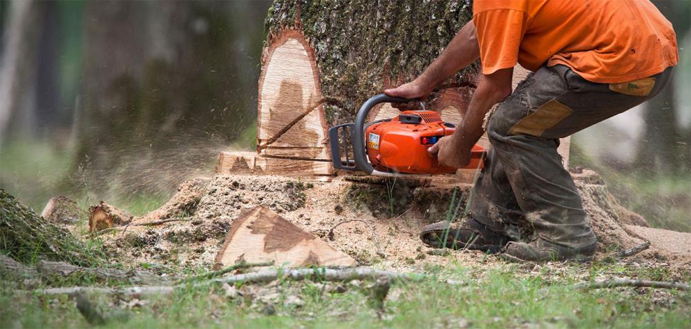 Abbattimento alberi chi se ne occupa