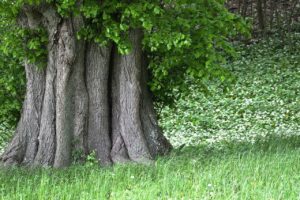 Alberi monumentali cosa sono e leggi