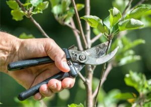 Quando fare la potatura degli alberi